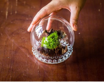 Ship to US 3 Pcs Mini Glass Dome Cloche with Glass Base: Terrarium Display Set, Mother's Day Gift