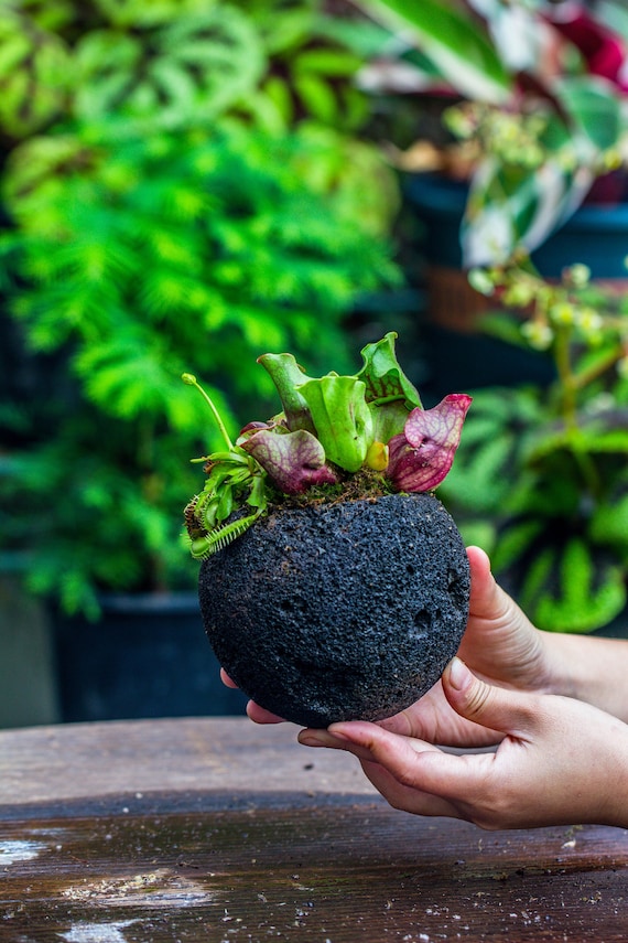 Black Lava Rock Planter, Succulent Moss Tropical Plant Pot, Set of