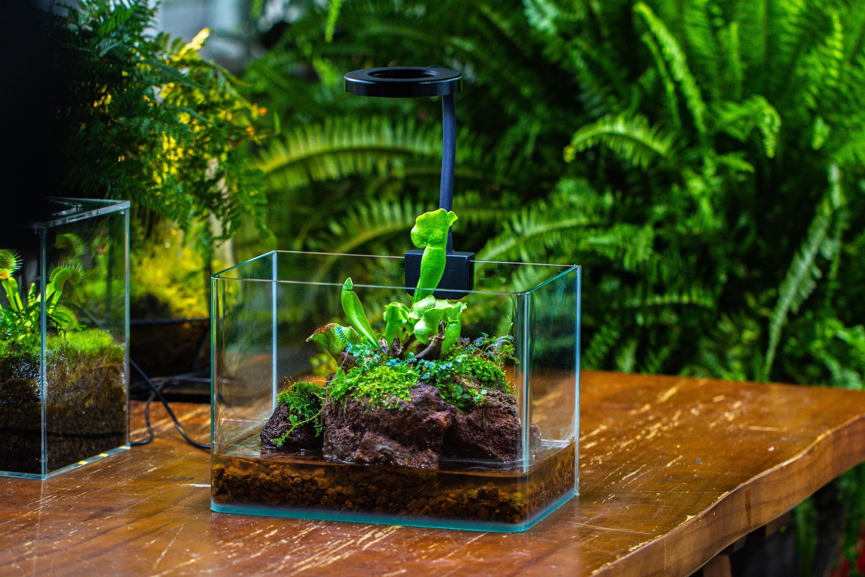Watertight Curved Glass Terrarium With Grow Lamp for Tropical Bog