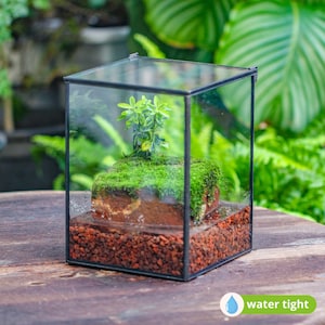 Handgemachtes wasserdichtes Glasterrarium mit Deckel: Moos-Landschaftspflanzer (6x6x8 &#39;&#39;) (Nur Terrarium)