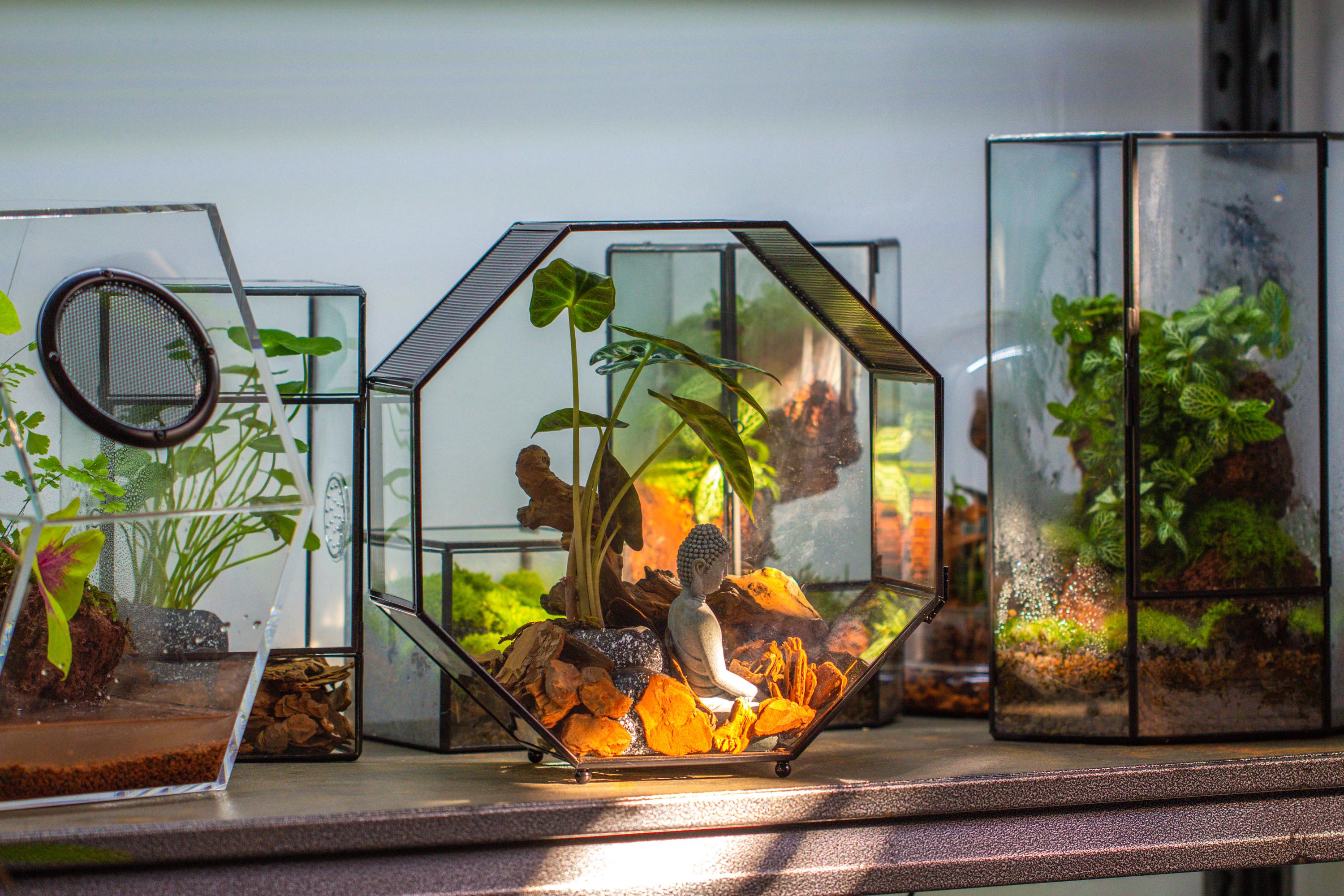 Handmade Geometric Terrarium, Large Octagon Glass Jump Spider