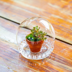 May include: A small potted plant with green leaves is enclosed in a clear glass dome on a wooden surface.