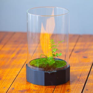 May include: A clear glass terrarium with a small fern and green moss inside. The terrarium sits on a black base and is displayed on a wooden surface. The fern has small green leaves.