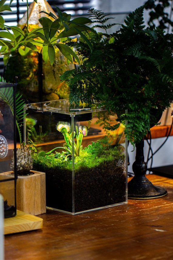 Watertight Glass Tank With LED Grow Lamp, Acrylic Lid, DIY Planting  Material Set, Terrarium Kit for Carnivorous Plants, Ship to Worldwide - Etsy
