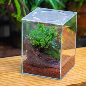 Watertight Glass Tank with LED Grow Lamp, Acrylic Lid, DIY Planting Material Set, Terrarium Kit for Carnivorous Plants, Ship to Worldwide bild 4