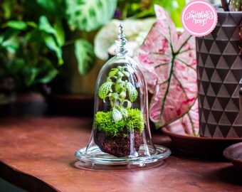 GLOBE ROND DE mariée en verre DOME CLOCHE sans socle EUR 19,99