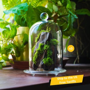 Ship to US 3 Set Glass Cloche Terrarium Bell Jar with Gold Metal Base and Glass Base, Glass Dome for Plant, Jewelry Display(Plants Excluded)