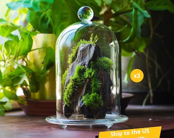 Ship to US 3 Set Glass Cloche Terrarium Bell Jar with Gold Metal Base and Glass Base, Glass Dome for Plant, Jewelry Display(Plants Excluded)