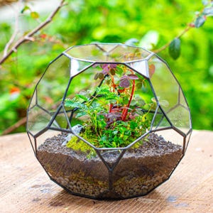 Handgefertigtes Ball-unregelmäßiges Glas offen / geschlossen Terrarium für Pflanzen, Vermehrungsstation Geometrisches Pflanzgefäß, nur für Pflanzen, Sukkulenten, Terrarium