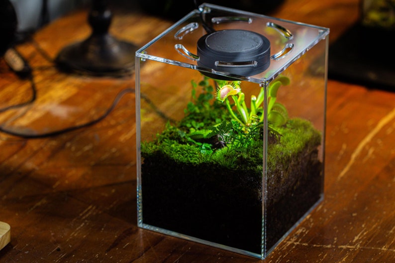 This set is suitable for shorter carnivorous plants, like Venus flytraps, sundews, butterworts, and Drosera. There are vent holes at the top lid, and with the adhesive mesh, you can put in flies and feed your plants.