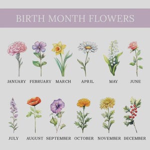May include: A chart titled BIRTH MONTH FLOWERS featuring twelve watercolor-style illustrations of flowers corresponding to each month from January to December, including a carnation, violet, daffodil, daisy, lily of the valley, rose, larkspur, poppy, morning glory, marigold, chrysanthemum, and holly.