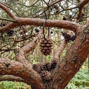 May include: A brown, geometric, pinecone-shaped ornament hanging from a thin black metal ring. The ornament features a repeating hexagonal pattern and is suspended by a black cord from a textured, reddish-brown pine tree branch in a forest.