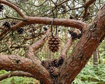 Pine cone complete geocache (cache + logbook + rubber seal + cable ties included)