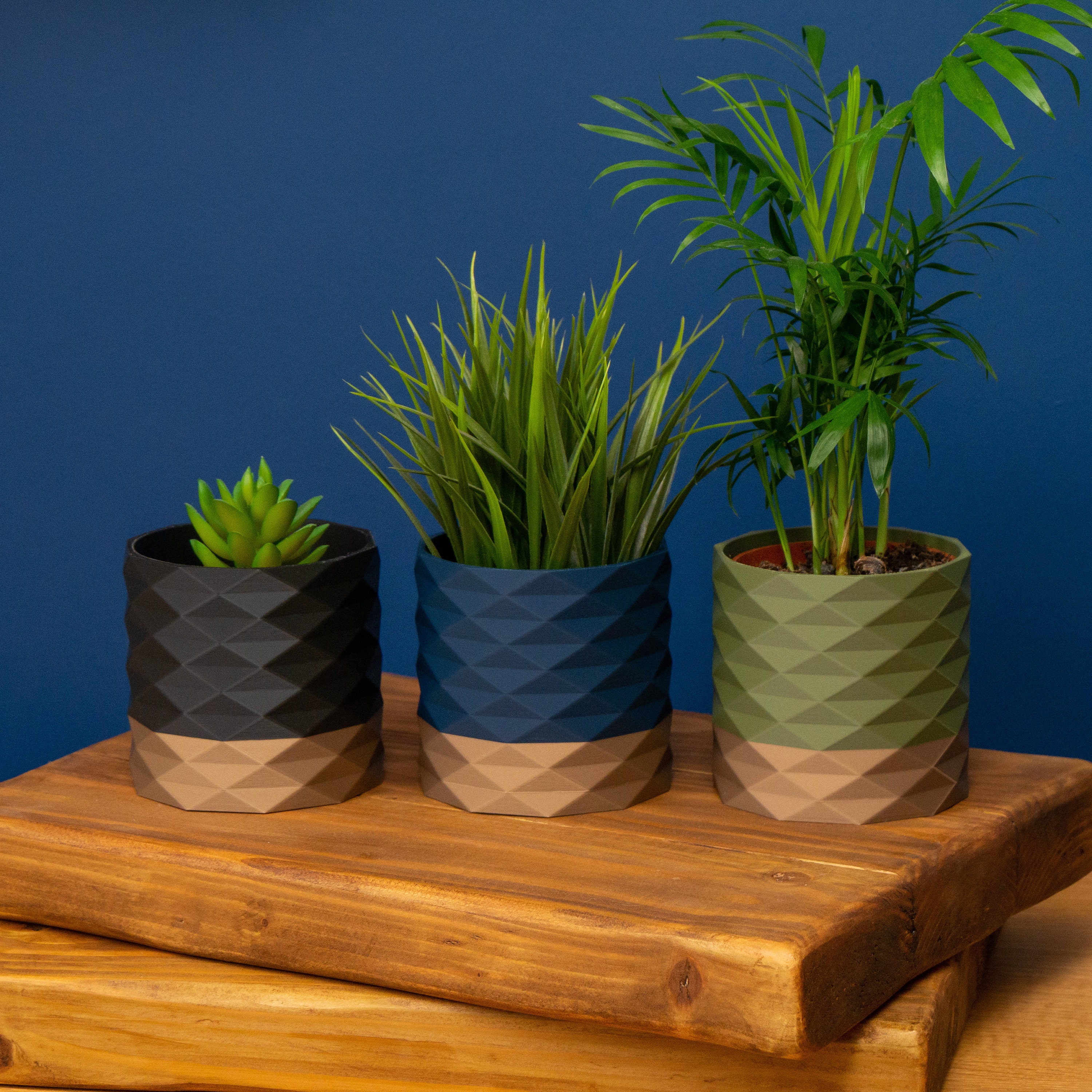 palm plants for pots Kentia Palm – Fragrance Plants and Flowers main image 0