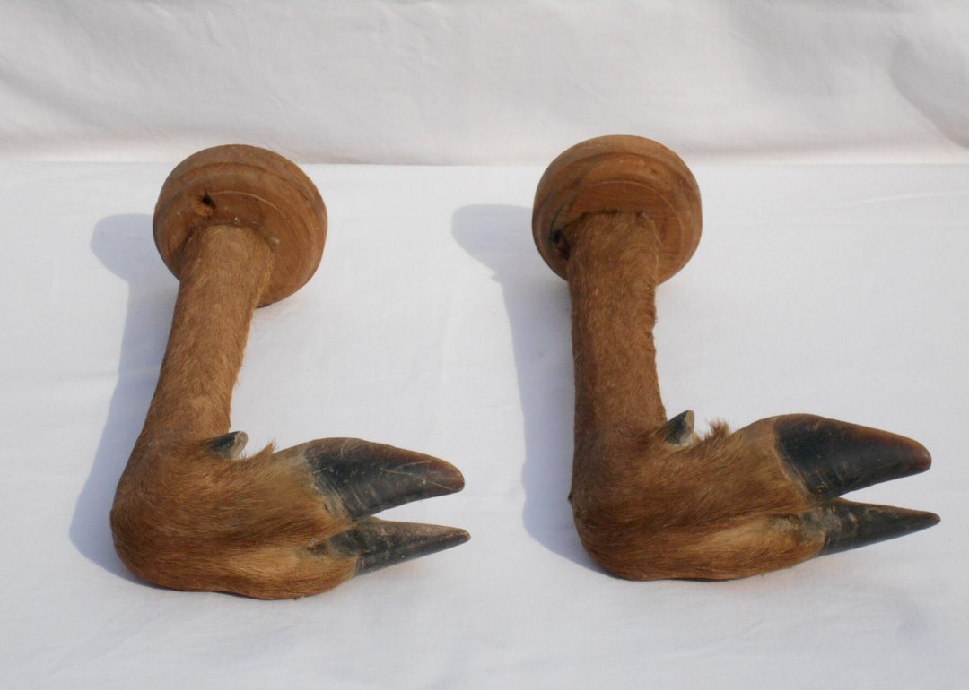 Vintage French Taxidermy Deer Feet Gun Racks/coat Racks, Set of 2 Deer