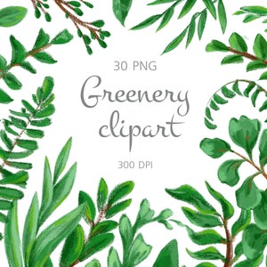 Greenery clipart png descarga digital,Hojas verdes png clipart uso comercial,Clipart botánico floral png archivos ilustraciones de plantas