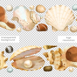 May include: A watercolor illustration of seashells and pearls on a transparent background. The illustration features a variety of seashells in different shapes and sizes, including a large scallop shell, a conch shell, and a clam shell. The shells are painted in shades of beige, brown, and white. There are also several pearls scattered around the shells. The illustration is perfect for use in a variety of creative projects, such as scrapbooking, card making, and digital design.