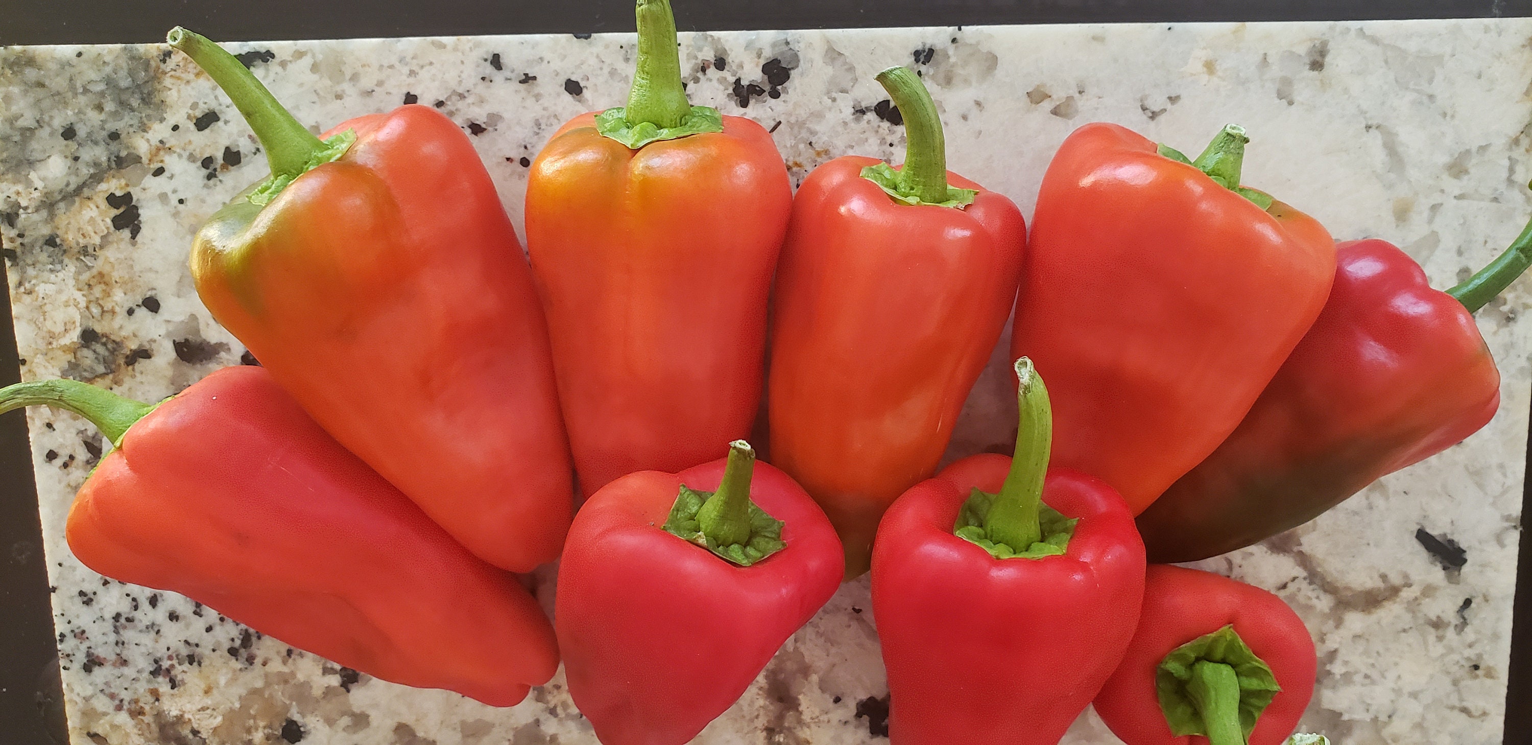 RARE Leutschauer Paprika Seeds Min. 25 pack Etsy