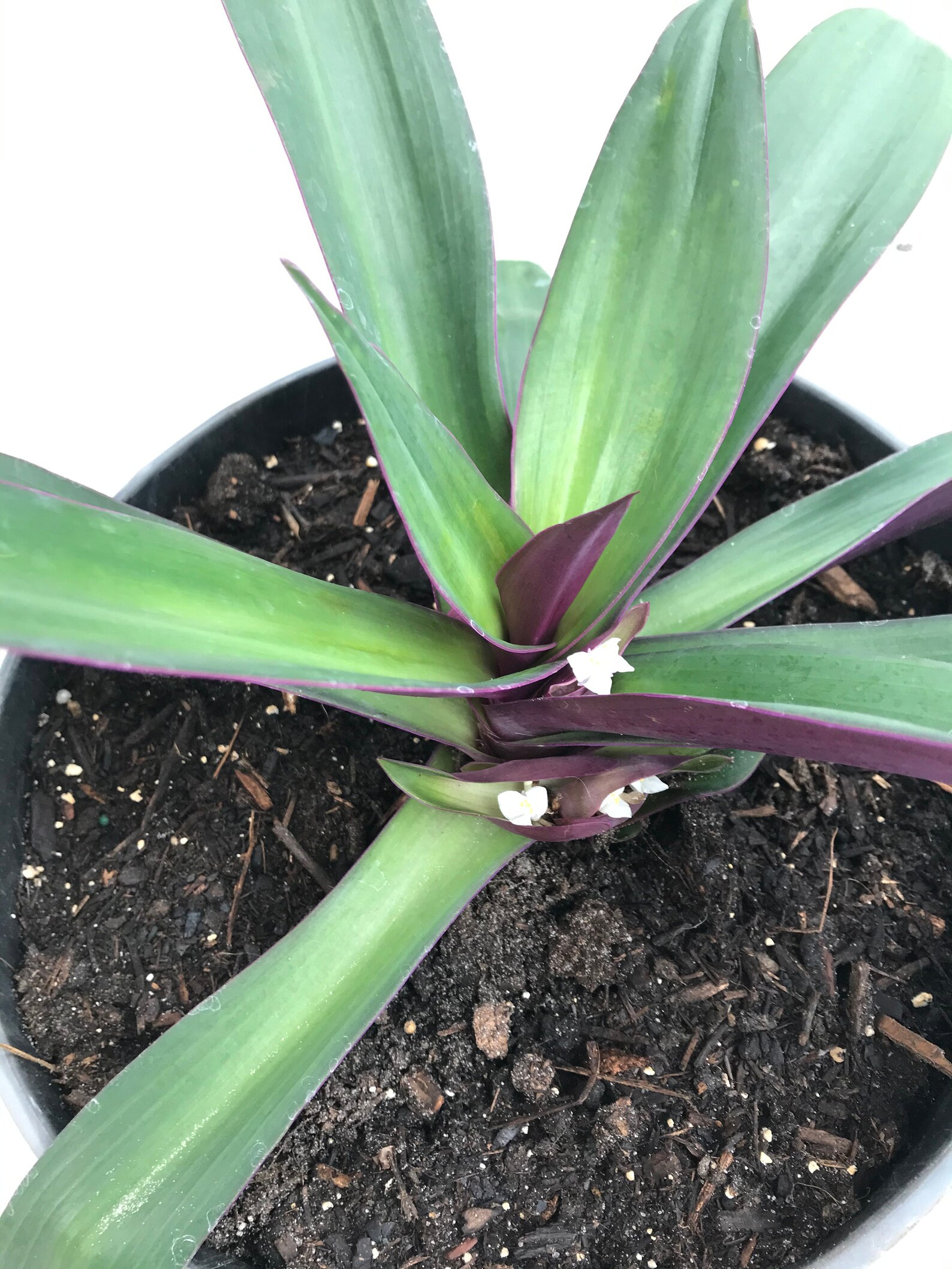 Rhoeo spathacea �Dwarf� Purple Oyster Plant Etsy