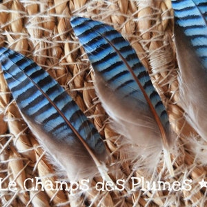 Natuurlijke blauwe eiken Jay Feather afbeelding 2