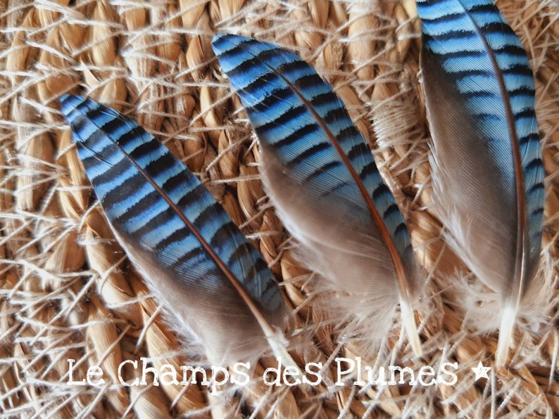 Natuurlijke blauwe eiken Jay Feather afbeelding 2