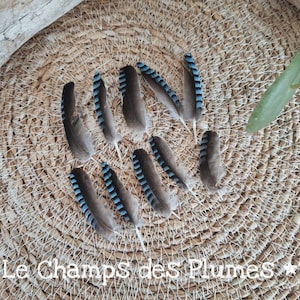Natural Blue Jay Feather - Declassified -