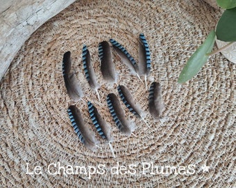 Plume de geai des chênes bleue naturelle - déclassées -