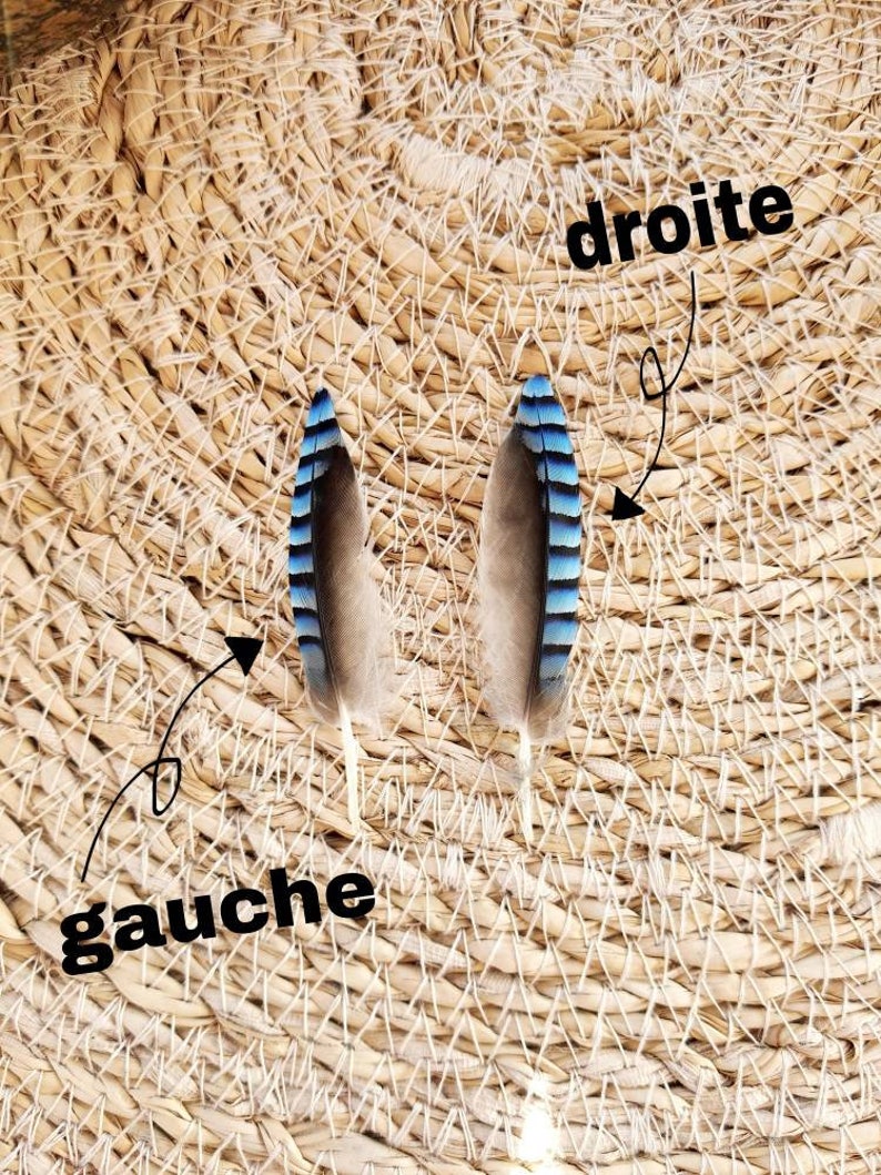 Plume de geai des chênes bleue naturelle zdjęcie 2