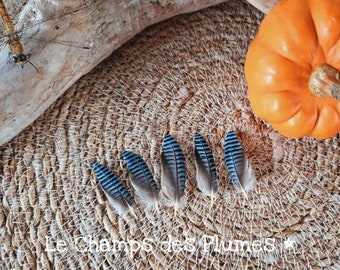 Plume de geai des chênes bleue naturelle