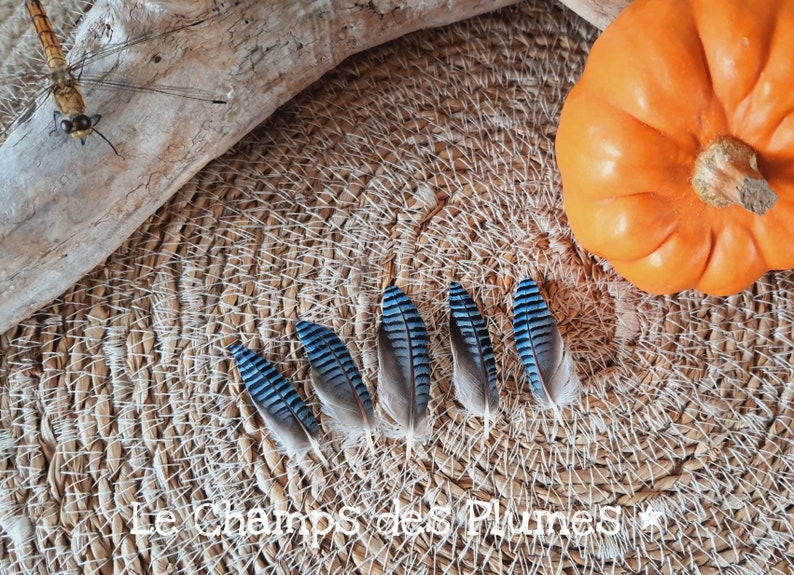Natuurlijke blauwe eiken Jay Feather afbeelding 1
