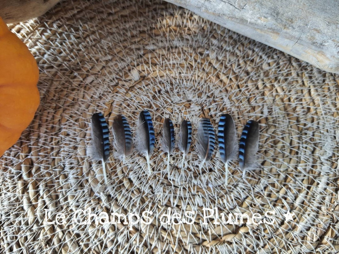 Petite plume de geai des chênes bleue naturelle Etsy France