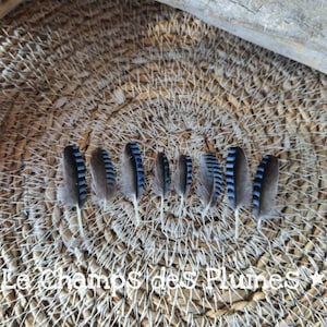 May include: Six blue and grey jay feathers arranged in a circle on a woven straw surface. The feathers have blue and black stripes.
