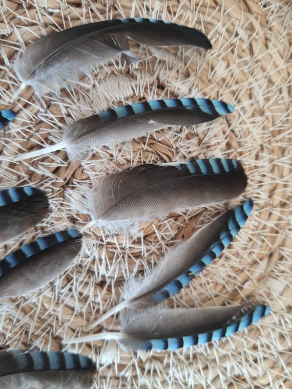 Natural Blue Jay Feather - Downgraded - - Etsy