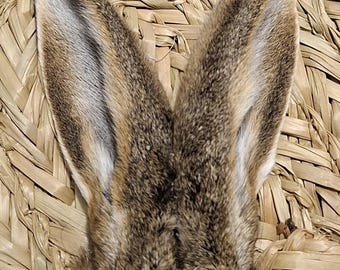 Può includere: Una coppia di orecchie di coniglio marroni e grigie con pelliccia morbida, sezioni interne bianche e punte marrone scuro. Le orecchie sono posizionate verticalmente a forma di V, mostrando una consistenza naturale con un mix di peli chiari e scuri.