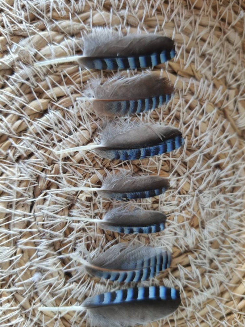 Petite plume de geai des chênes bleue naturelle Etsy France