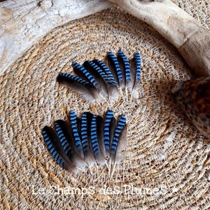 Natural Blue Oak Jay Feather