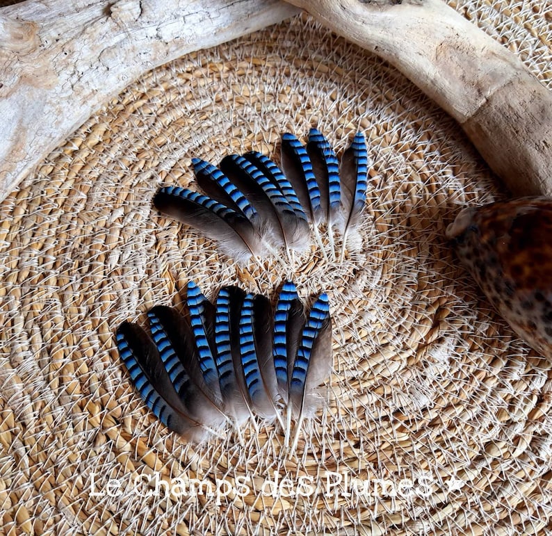 Plume de geai des chênes bleue naturelle Etsy France