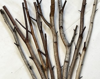 8 Birch Branches, 16" Long, 1/2" - 3/4" Diameter, White Birch Perches, Fiber Arts, Weaving, Macrame, Wall Hangings