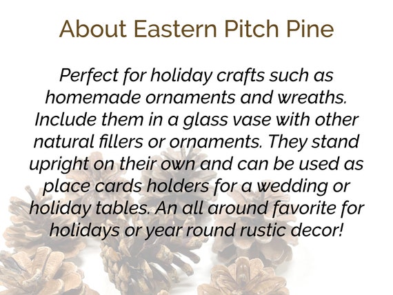 2.5 Pine Cone on Pick: Natural Finish (Bag of 50)