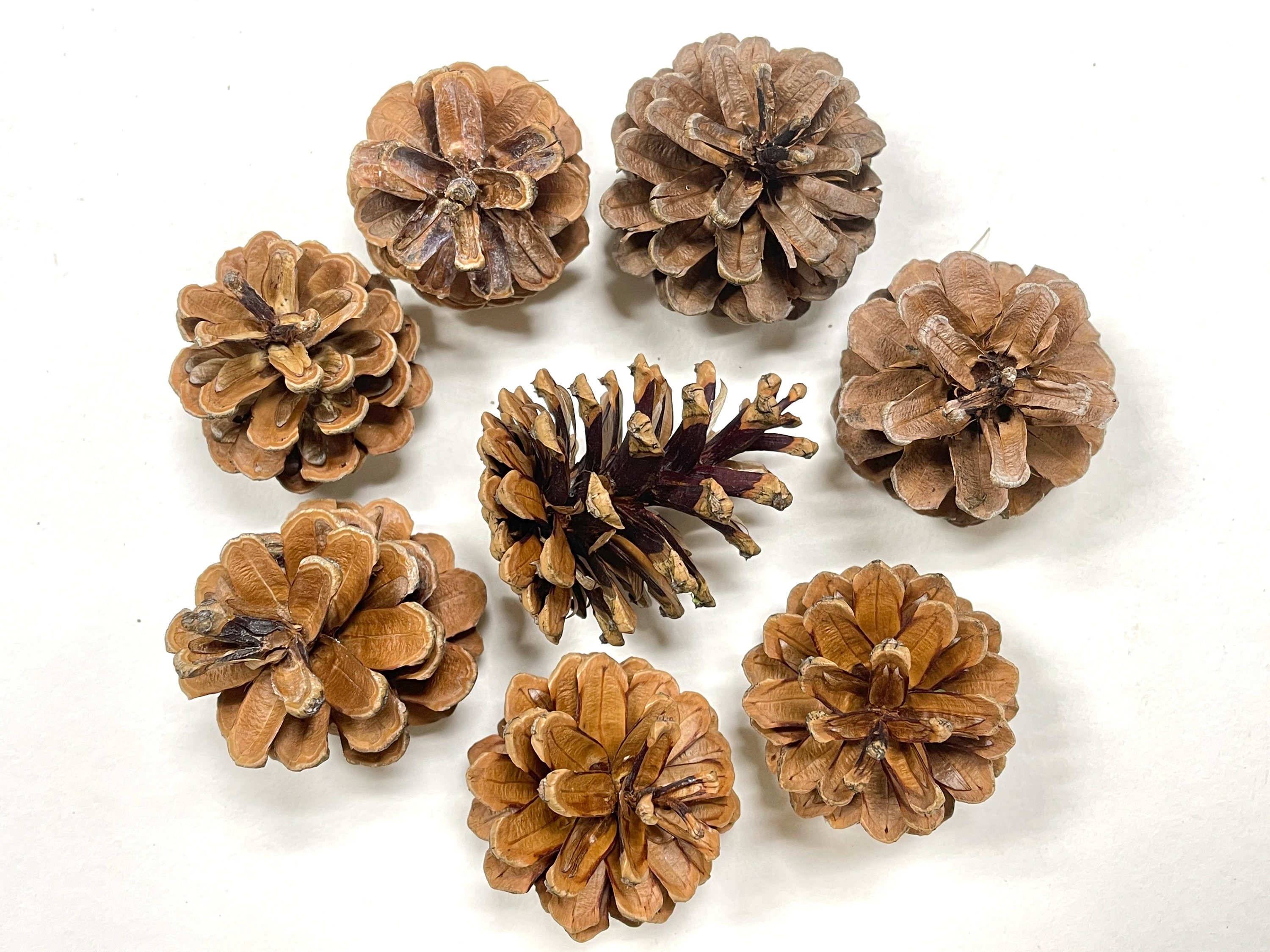 Small Pine Cones - household items - by owner - housewares sale - craigslist