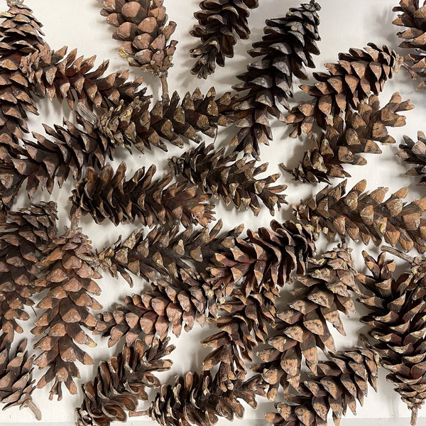 Eastern White Pinecones, 25+, 4"- 5", Holiday Decorating, Wreaths, Ornaments, Year Round Rustic Decor, Centerpiece