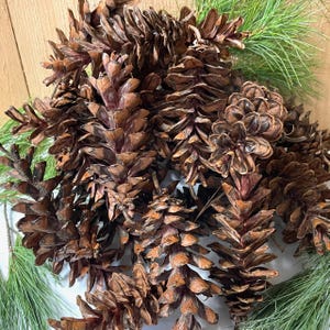 May include: A collection of brown pine cones with a mix of sizes and textures. The cones are arranged with green pine needles, creating a natural, rustic aesthetic. The image showcases the details of the cones' scales and the needles' slender form.