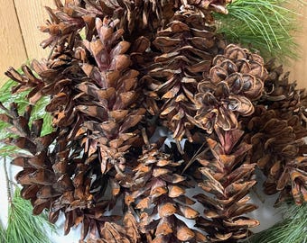 May include: A collection of brown pine cones with a mix of sizes and textures. The cones are arranged with green pine needles, creating a natural, rustic aesthetic. The image showcases the details of the cones' scales and the needles' slender form.