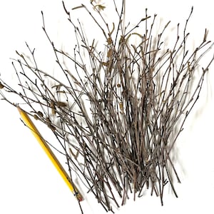 50 Tiny Birch Twigs, 11 Bundle, Floral Branches, Rustic Table Decor, Crafts image 5