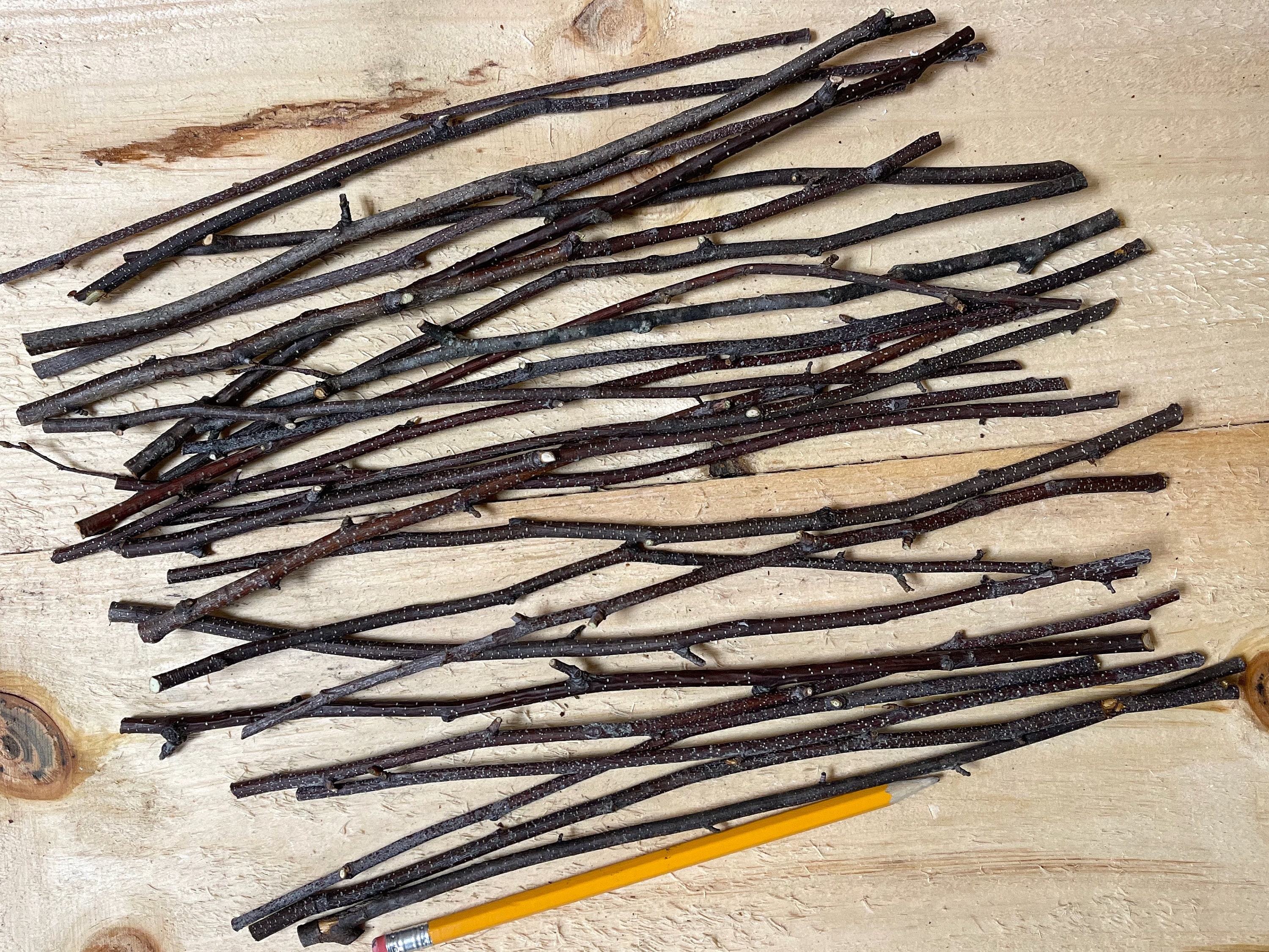50 Small Birch Wood Sticks, Birch Sticks 