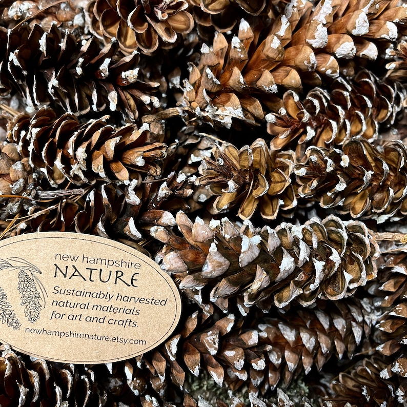 May include: A close-up of a pile of brown pine cones with white tips. A brown oval tag with the text "new hampshire NATURE Sustainably harvested natural materials for art and crafts. newhampshirenature.etsy.com" is visible in the foreground.