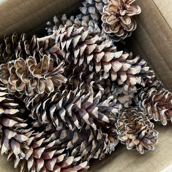 Eastern White Pine Cones (3-4"), Rustic Holiday Decor
