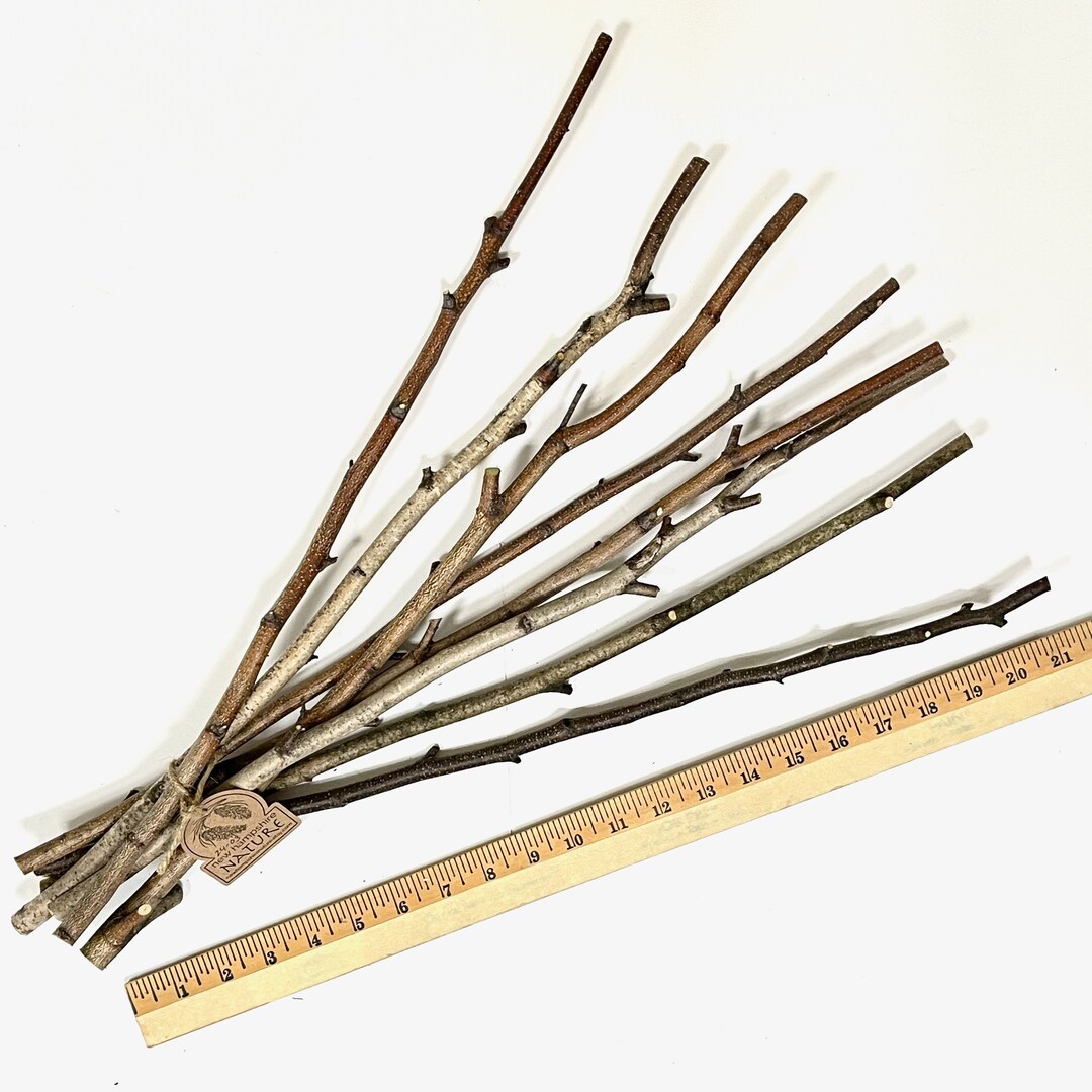 8 White Birch Sticks, 22 Long, 1/2 Thick, Branches, Natural Craft