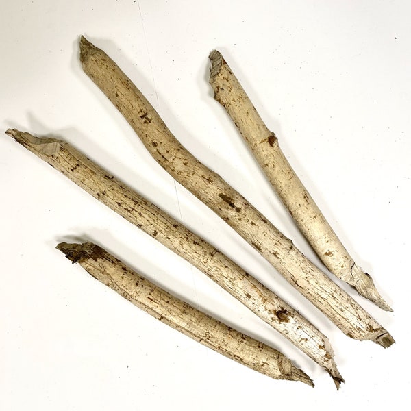 4 Beaver Sticks, 13" - 20", Natural, Dry, Conversation Piece, Teaching Nature, Unique Gift