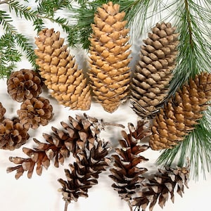 May include: An assortment of pine cones in various sizes and shades of brown, from light tan to dark brown. Green pine needles and sprigs of evergreen branches are scattered around the pine cones, creating a natural, rustic aesthetic. Perfect for seasonal decor.